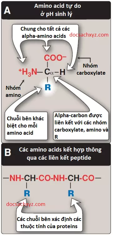 amino-acids-1