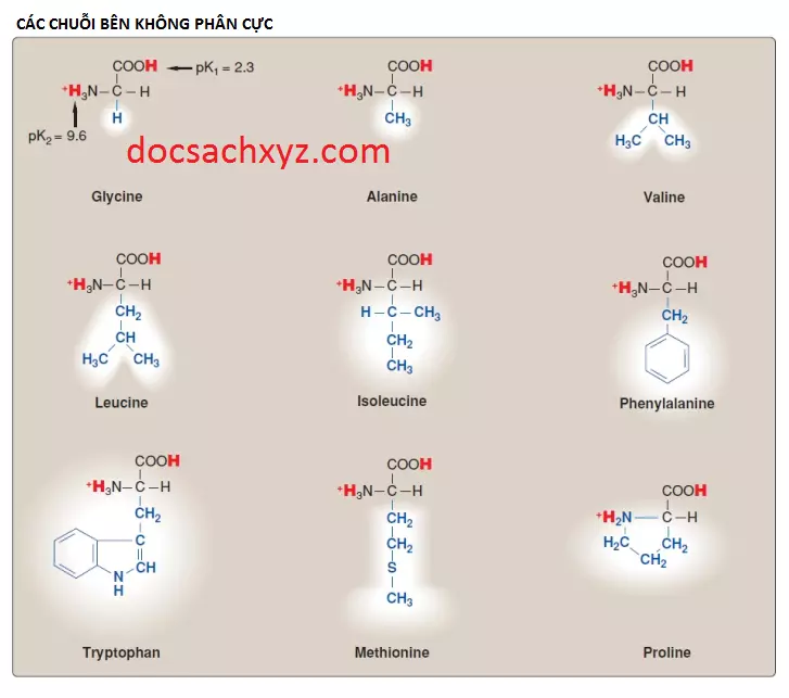 amino-acids-2