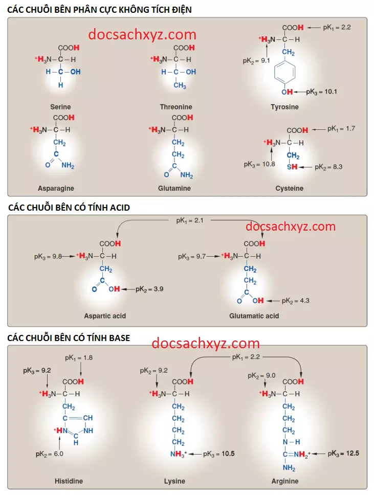 amino-acids-3