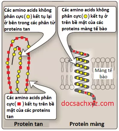 amino-acids-4