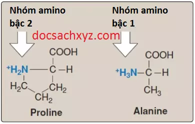 amino-acids-5