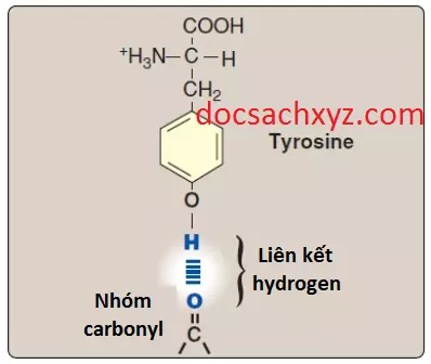 amino-acids-6
