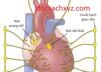 Sự Điều Hòa Quá Trình Bơm Máu Của Tim