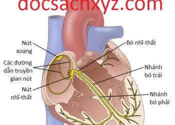Hệ Thống Có Tính Dẫn Truyền Và Dễ Bị Kích Thích Của Tim
