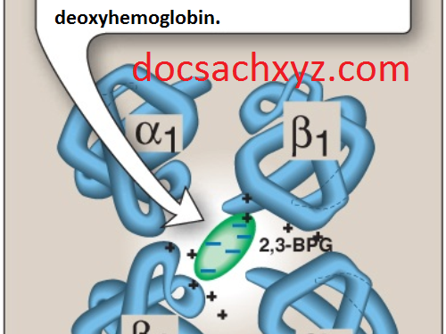 Các Proteins Hình Cầu (Phần 1)