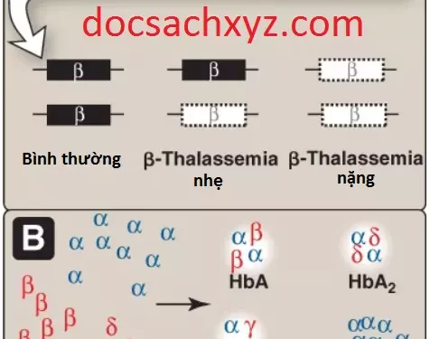 Các Proteins Hình Cầu (Phần 2)