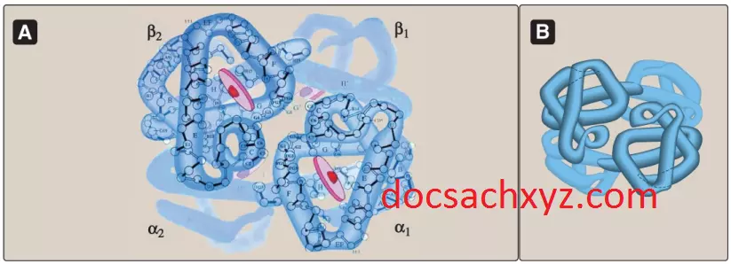 hemoglobin-3