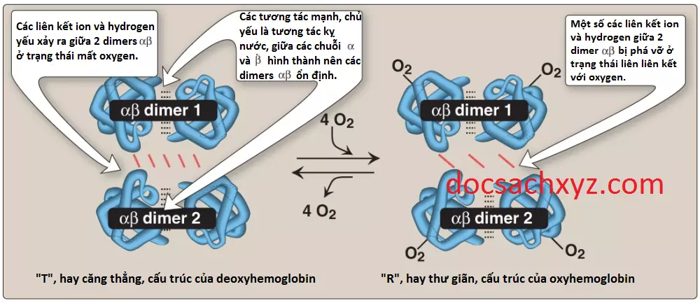 hemoglobin-4