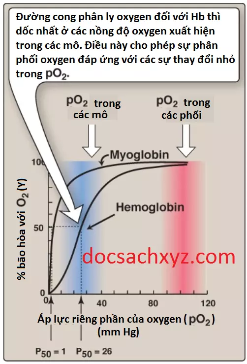 hemoglobin-6