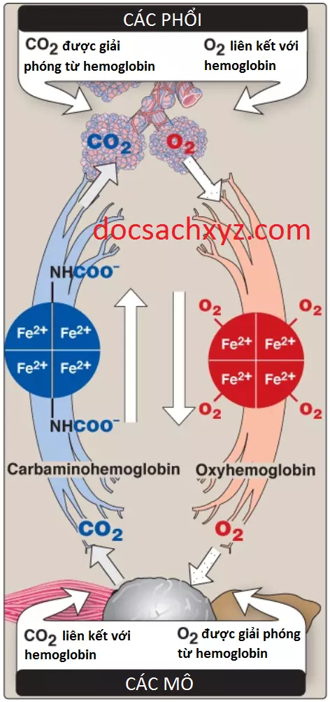 hemoglobin-8