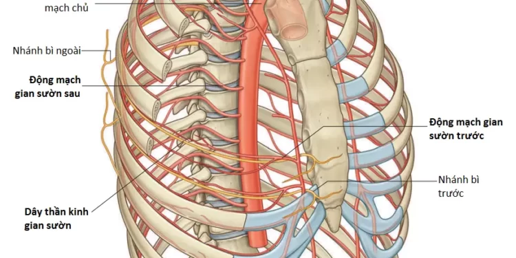 Tổng Quan Giải Phẫu Vùng Ngực
