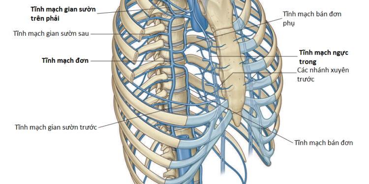 Giải Phẫu Vùng Trước Ngực Và Thành Ngực