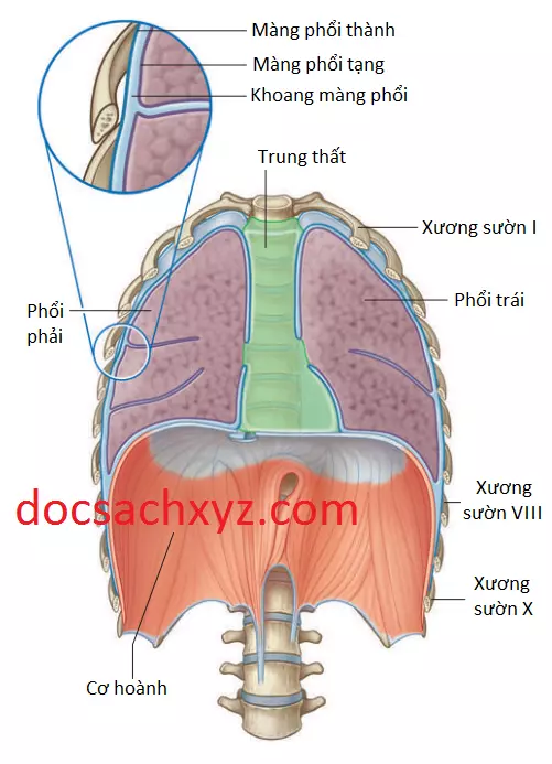 khoang-mang-phoi-3