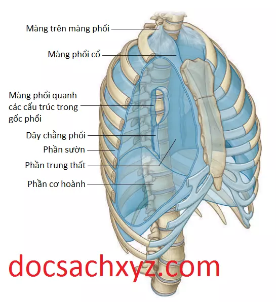 khoang-mang-phoi-4