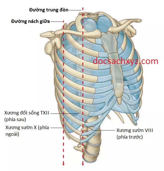 khoang-mang-phoi-5