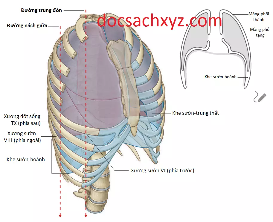khoang-mang-phoi-6