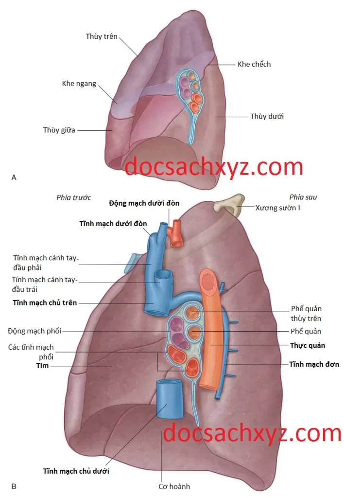 khoang-mang-phoi-9