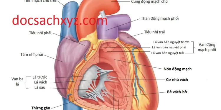 Giải Phẫu Trung Thất Trước Và Trung Thất Giữa