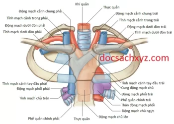 Giải Phẫu Trung Thất Trên