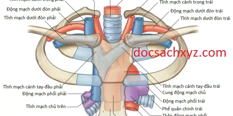 Giải Phẫu Trung Thất Trên