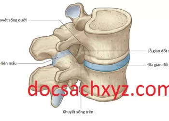 Hệ Thống Xương Của Vùng Lưng