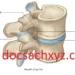 Hệ Thống Xương Của Vùng Lưng