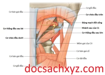 Các Khớp, Dây Chằng Và Hệ Thống Cơ Vùng Lưng