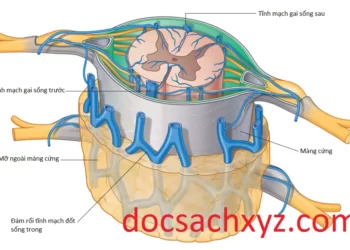 Giải Phẫu Tủy Sống