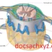Giải Phẫu Tủy Sống