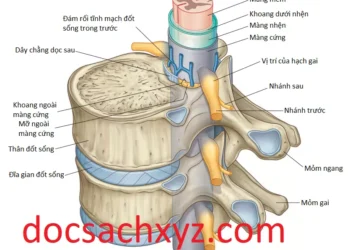 Tổng Quan Về Giải Phẫu Vùng Lưng
