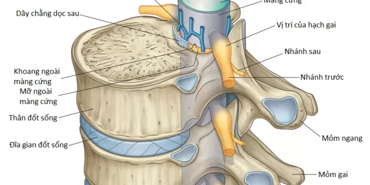 Tổng Quan Về Giải Phẫu Vùng Lưng