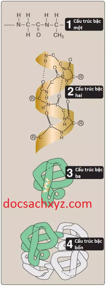 proteins-1