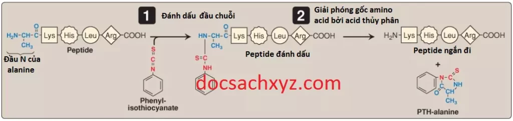 proteins-4