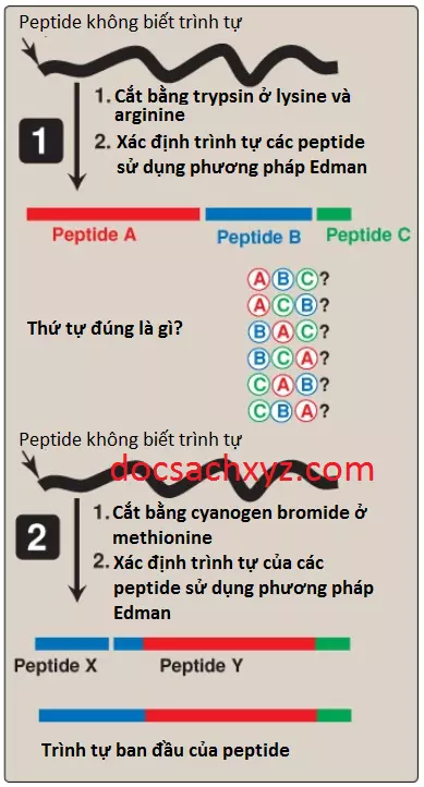 proteins-5