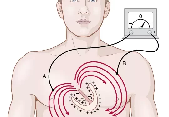 Các Nền Tảng Của Điện Tâm Đồ