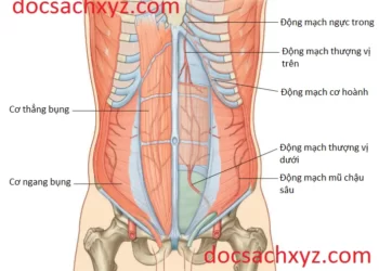 Định Khu Vùng Bụng Và Giải Phẫu Thành Bụng