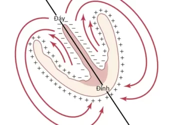 Phân Tích Vector Của Điện Tâm Đồ (Phần 1)