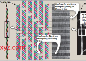Các Proteins Hình Sợi