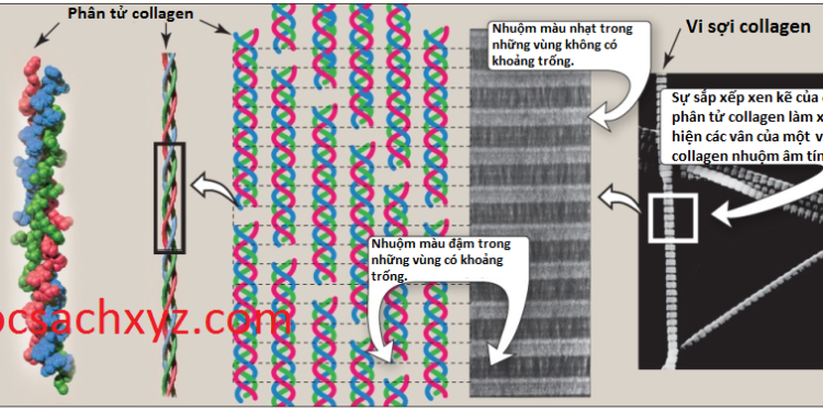 Các Proteins Hình Sợi