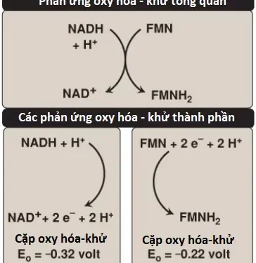 Năng Lượng Sinh Học Và Sự Phosphoryl Hóa Oxy Hóa (Phần 1)