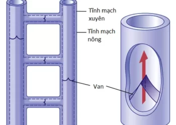 Độ Trương Phồng Của Mạch Máu Và Chức Năng Của Các Hệ Thống Động Mạch Và Tĩnh Mạch (Phần 2)