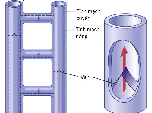 Độ Trương Phồng Của Mạch Máu Và Chức Năng Của Các Hệ Thống Động Mạch Và Tĩnh Mạch (Phần 2)