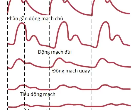 Độ Trương Phồng Của Mạch Máu Và Chức Năng Của Các Hệ Thống Động Mạch Và Tĩnh Mạch (Phần 1)
