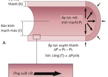Tổng Quan Về Hệ Thống Tuần Hoàn: Áp Suất, Dòng Chảy Và Sức Cản (Phần 2)