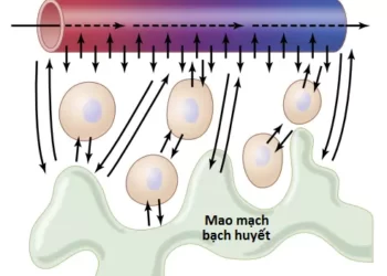 Hệ Thống Vi Tuần Hoàn Và Hệ Thống Bạch Huyết (Phần 1)