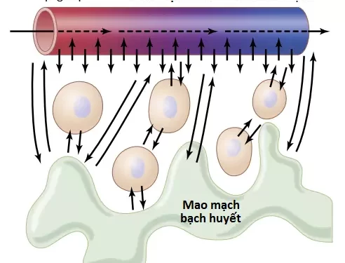 Hệ Thống Vi Tuần Hoàn Và Hệ Thống Bạch Huyết (Phần 1)