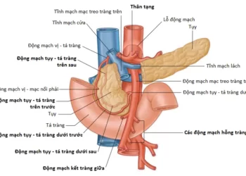 Động Mạch, Tĩnh Mạch, Bạch Huyết Và Chi Phối Thần Kinh Cho Tạng Bụng
