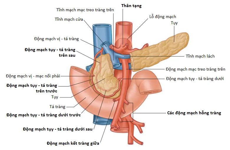 dong-mach-chu-bung-6
