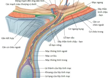 Giải Phẫu Vùng Háng (Vùng Bẹn)