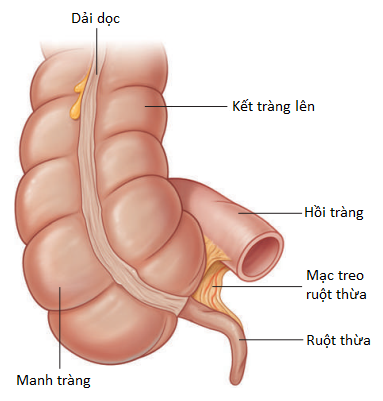 thuc-quan-15